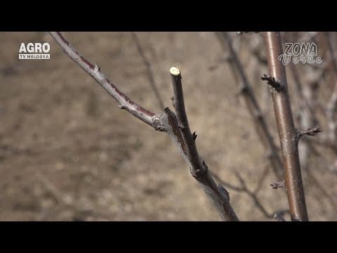 Zona Verde - Află cum se efectuează tăierile de primăvară la pomii de măr, vișin și prun