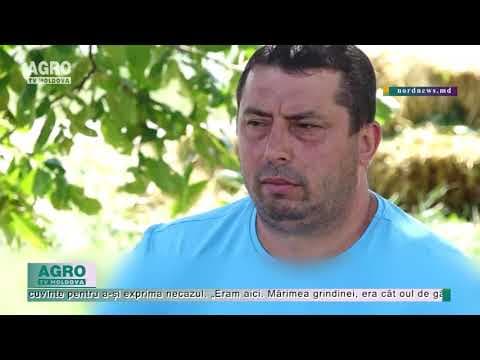 Cincisprezece minute de grindină au distrus munca de un an