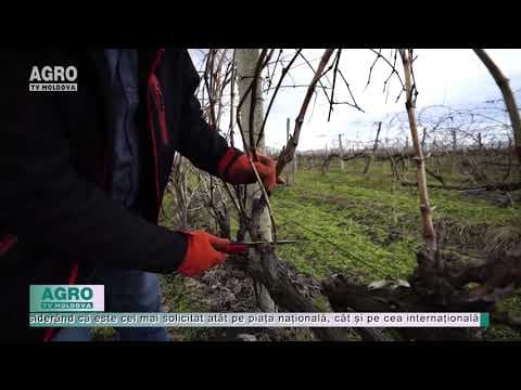 Au început lucrările pe plantațiile de viță-de-vie