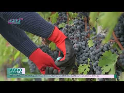 Strugurii de masa au atins un preț record!
