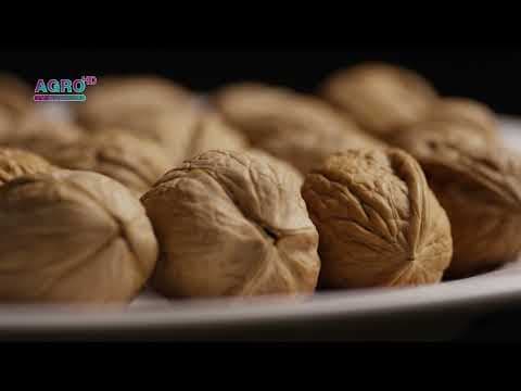 Miezul de nuci din Moldova a cucerit piaţa europeană