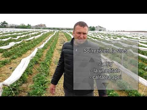 Sisteme moderne de cultură pentru pomușoare