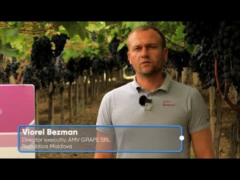 Viorel BEZMAN, Director Executiv, AMV GRAPE SRL, Republica Moldova
