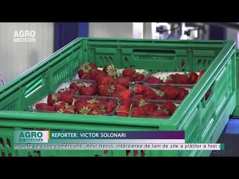 Pe rafturi au apărut căpșuni importate