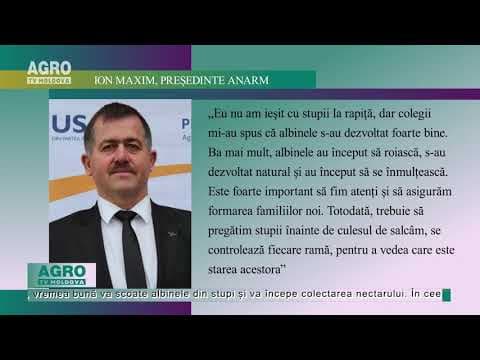 În zece zile ar putea începe culesul mierii de salcâm