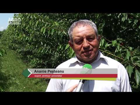 Soiuri de perspectiva de cireş și cais