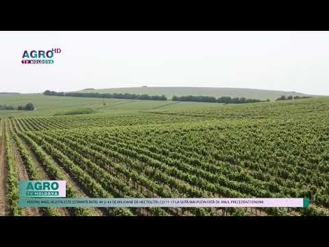 Franța va distruge patru la sută din viile sale din cauza scăderii cererii de vin