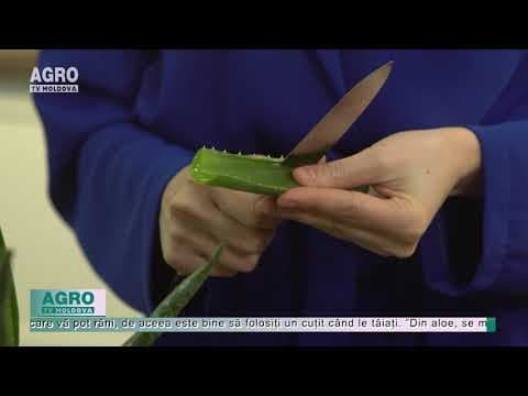 Beneficiile plantei Aloe Vera