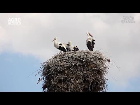 Zona Verde - Păsările sunt parte a unui ecositem. Află cum putem ajuta vietățile zburătoare