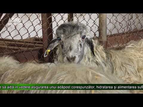 AGRO TV News - 20. 06. 2019
