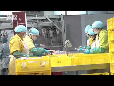 Când vom putea exporta carne de pasăre și ouă în UE