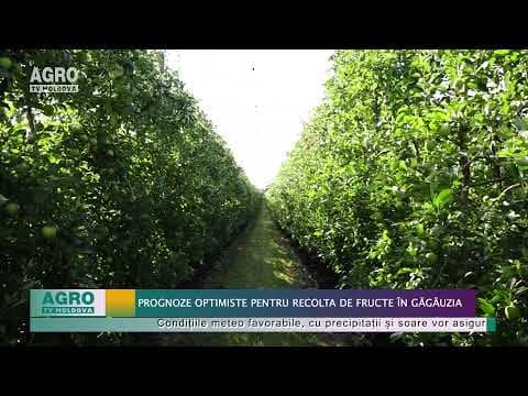 Prognoze optimiste pentru recolta de fructe în Găgăuzia