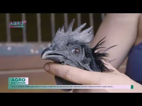 Pasăre exotică rară, vândută la prețuri uriașe pe piața internațională