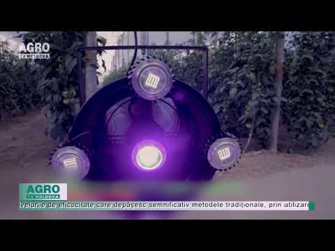 (VIDEO) AgriTech: Tehnologia împotriva viermelui roșu, în prima fază