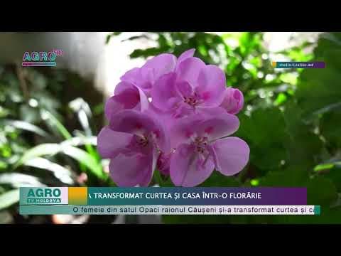 Și-a transformat curtea și casa într-o florărie