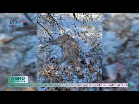 Două căprioare vânate ilegal în raionul Dondușeni