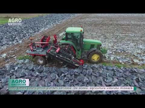 AgriTech: Mașina de recoltat varză care face munca a 30 de oameni