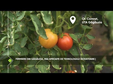 Agricultura 4.0 – Tehnologii inovatoare aplicate la cultivarea legumelor în spații protejate
