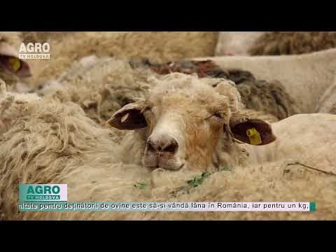 Lâna de oi poate deveni îngrășământ organic