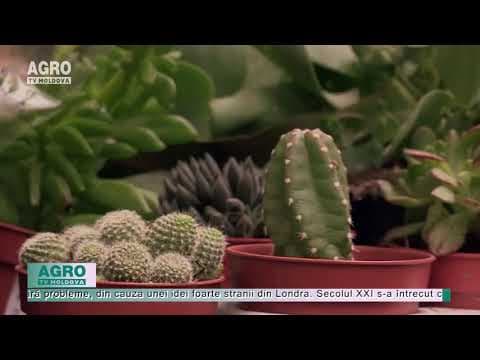 „Hotel pentru plante” – o idee stranie, dar fascinantă