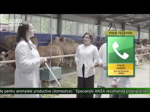 Medicamente veterinare - doar din surse sigure