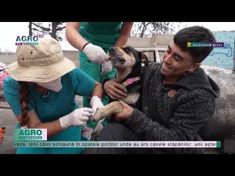 Animale salvate din ruine, în Chile