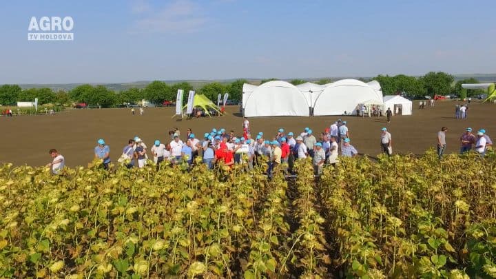 Syngenta este lider pe piața locală de semințe și produse pentru protecția plantelor