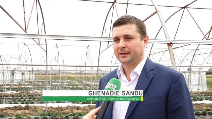 Creșterea culturilor bacifere – sfaturi utile de la specialiștii AO Pomușoarele Moldovei