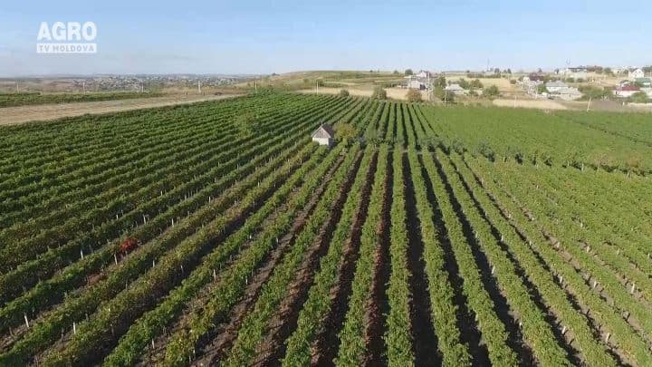Fertilitatea-Chișinău adună roada la vița de vie