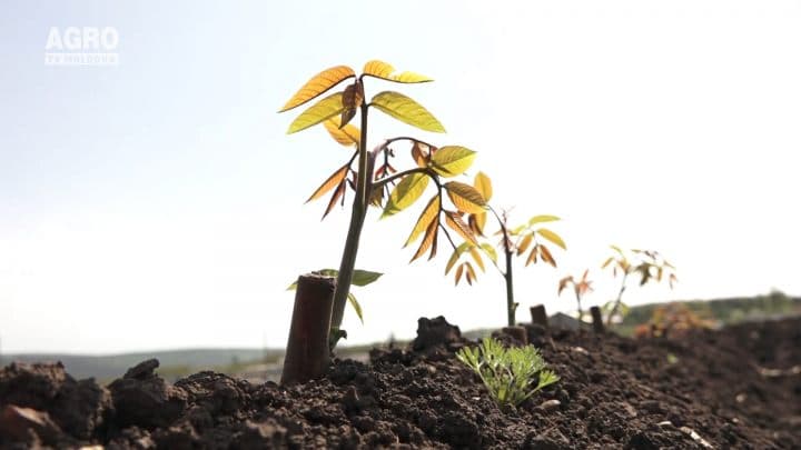 Culturile nuciferere – o activitate profitabilă