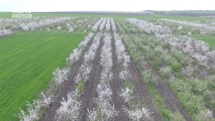 Despre produse fitosanitare ce luptă cu dăunătorii şi bolile de primăvară la pomii fructiferi!