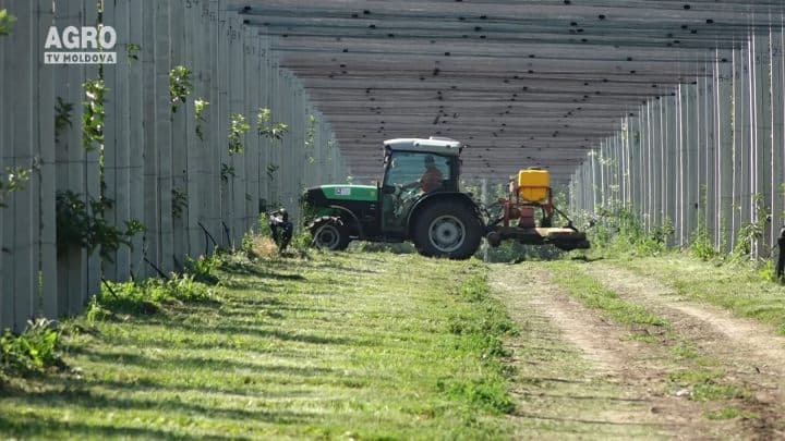 Metode şi tehnici, echipamente pentru recoltarea profesională e merelor