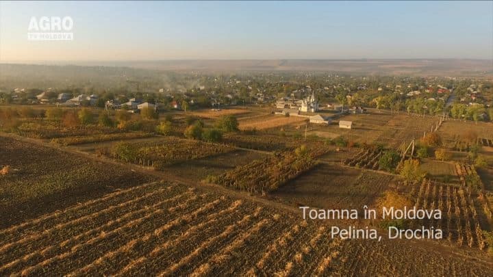 AgroTV Toamna – Pelinia