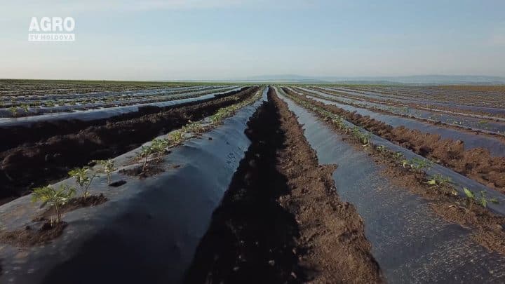 Tehnologia modernă de cultivare a ardeiului dulce pe suport