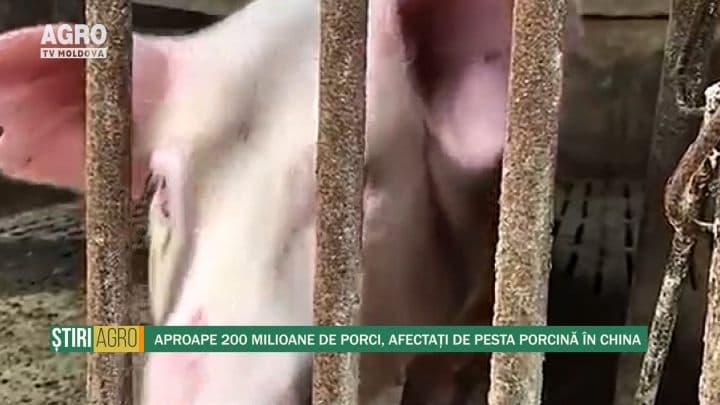 Aproape 200 milioane de porci, afectați de pesta porcină în China