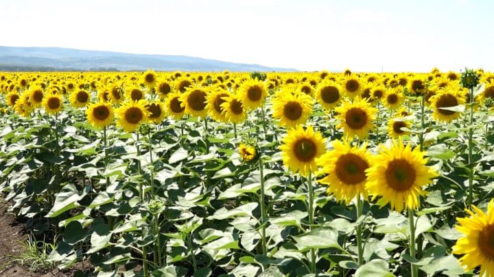 Baștina din 08.07.2018