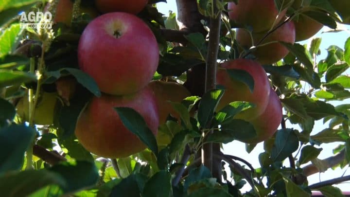 Baștina din 15.10.2017