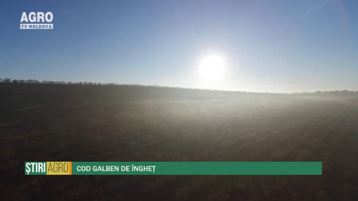 Cod Galben de îngheț