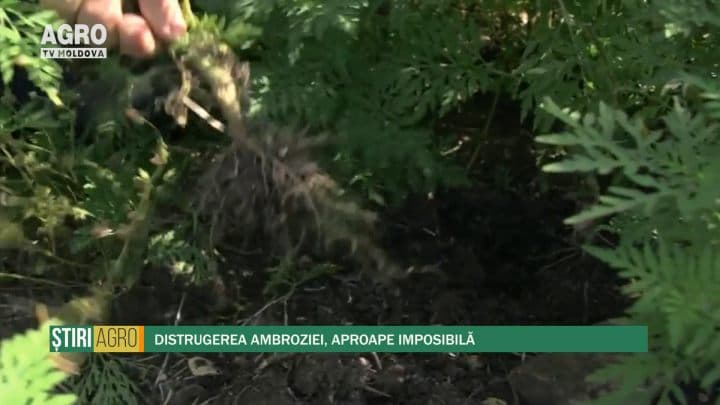 Distrugerea ambroziei, aproape imposibilă