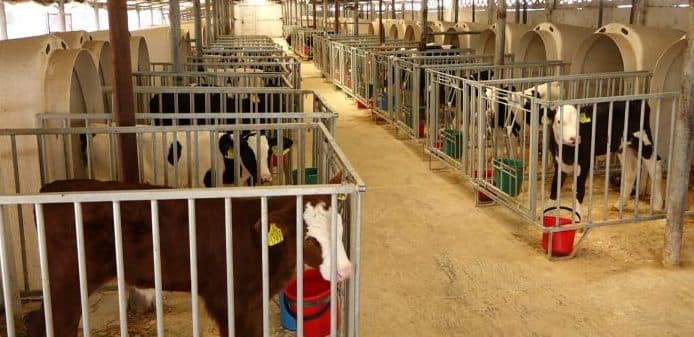 Reformă majoră în agricultură: Comisia Europeană intenționează interzicerea cuștilor pentru animale