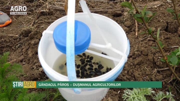Gândacul păros – dușmanul agricultorilor