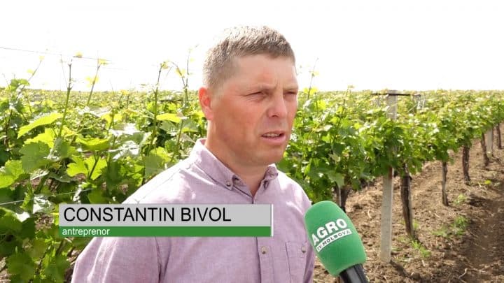 Afacere colorată cu roșii în seră