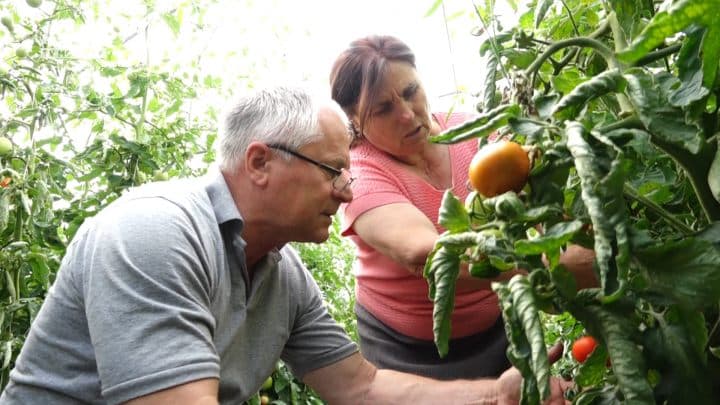 Cultivarea legumelor eco, în seră și câmp deschis!