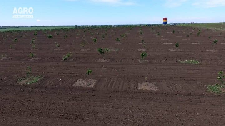 Livadă de alune ecologice
