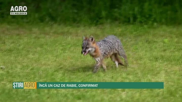Încă un caz de rabie, confirmat