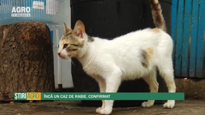 Încă un caz de rabie, confirmat