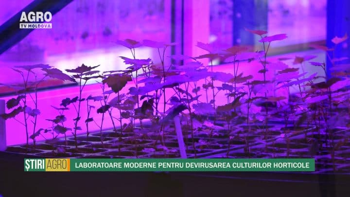 Laboratoare moderne pentru devirusarea culturilor horticole