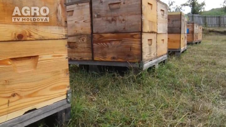 Agricultura Performantă în Moldova – Lecția nr.1, Apicultura