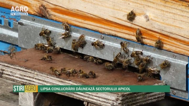 Lipsa conlucrării dăunează sectorului apicol