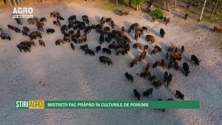 Mistreții fac prăpăd în culturile de porumb